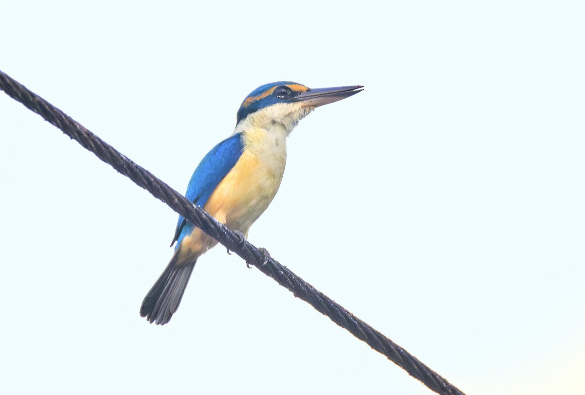 Pacific Kingfisher - ML622576199