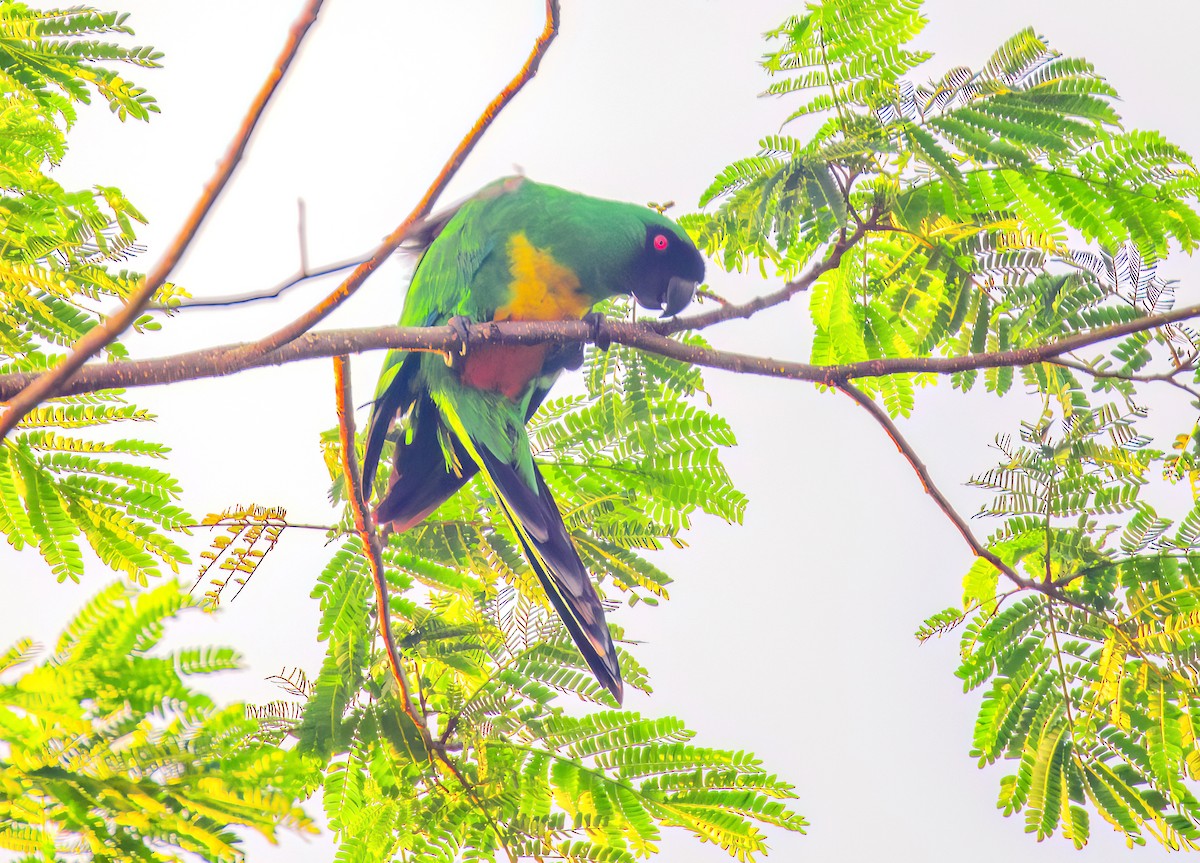 Masked Shining-Parrot - ML622576223