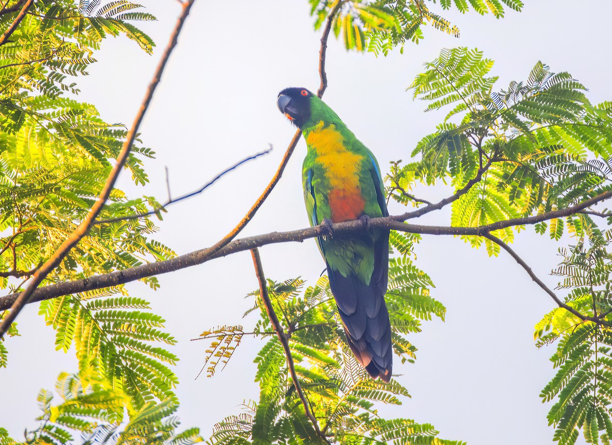 Masked Shining-Parrot - Koel Ko