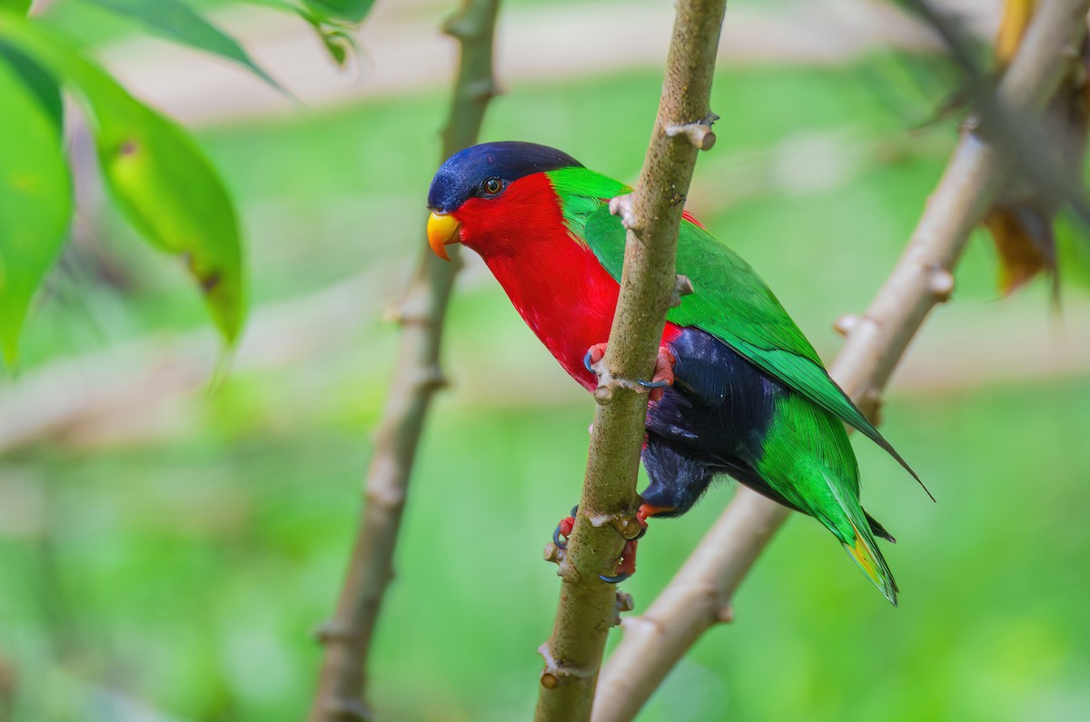 Collared Lory - Koel Ko