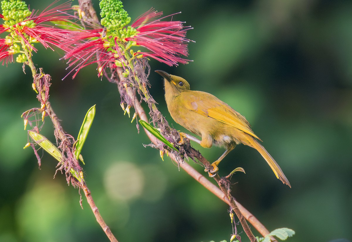 Duetting Giant-Honeyeater - ML622576236