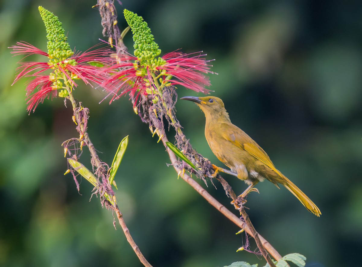 Duetting Giant-Honeyeater - ML622576237