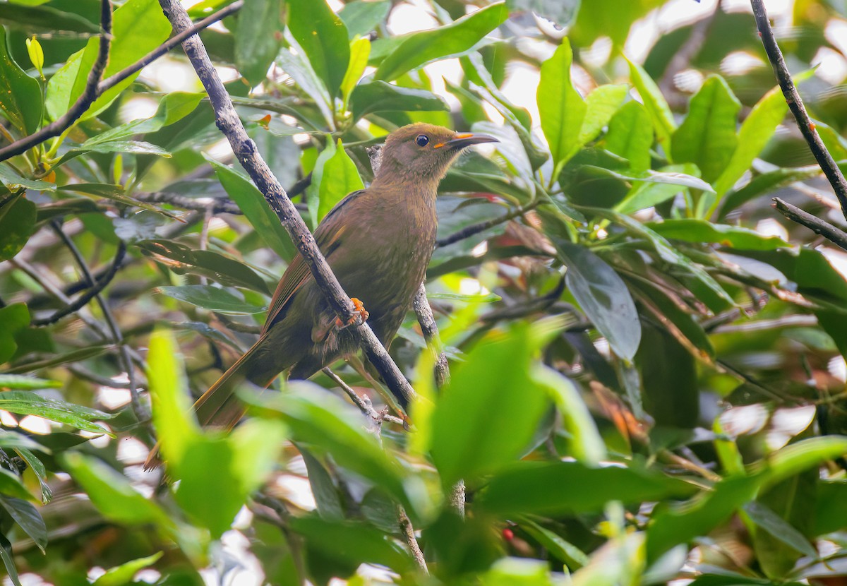 Duetting Giant-Honeyeater - ML622576238