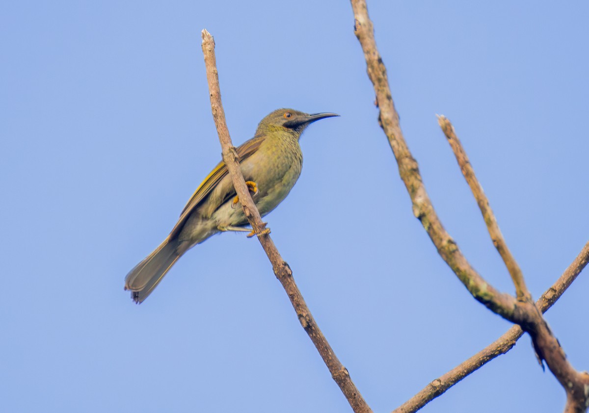 Western Wattled-Honeyeater - ML622576255