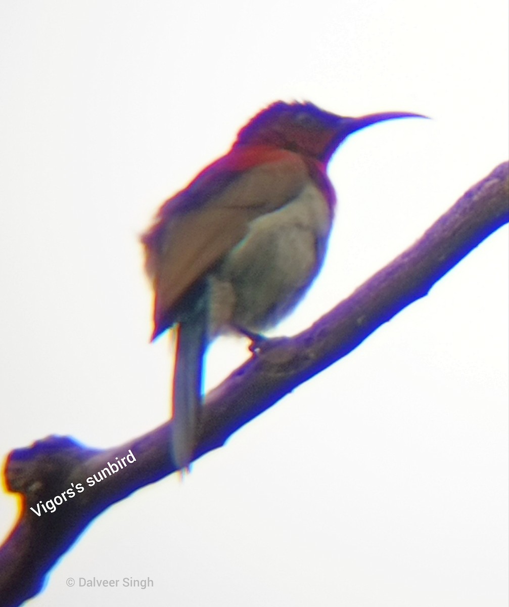 Vigors's Sunbird - ML622576387