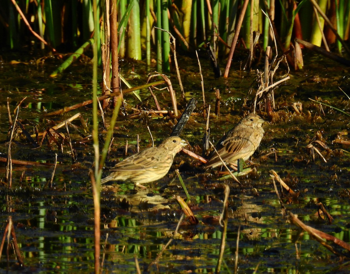 Corn Bunting - ML622576436