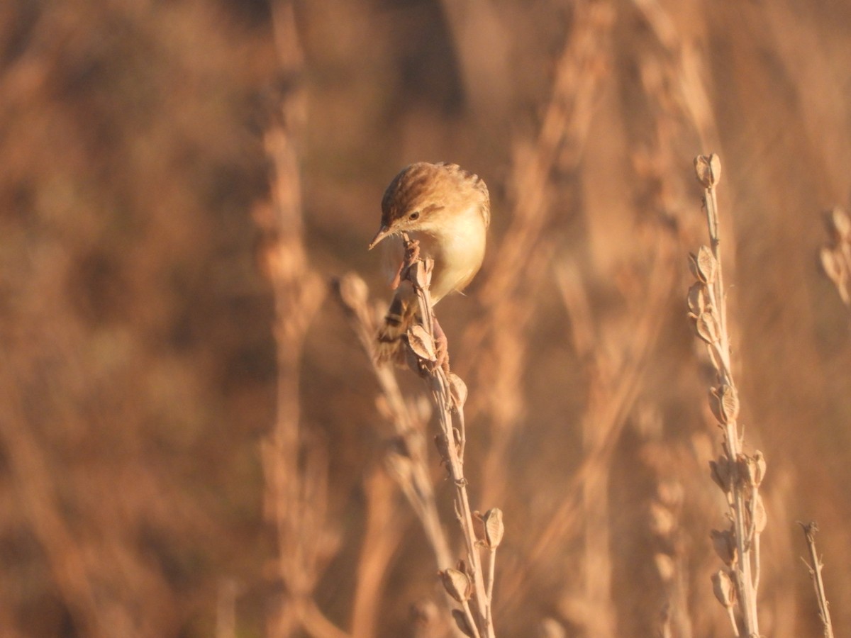 Zitting Cisticola - ML622576465