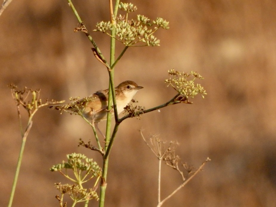 Zitting Cisticola - ML622576469