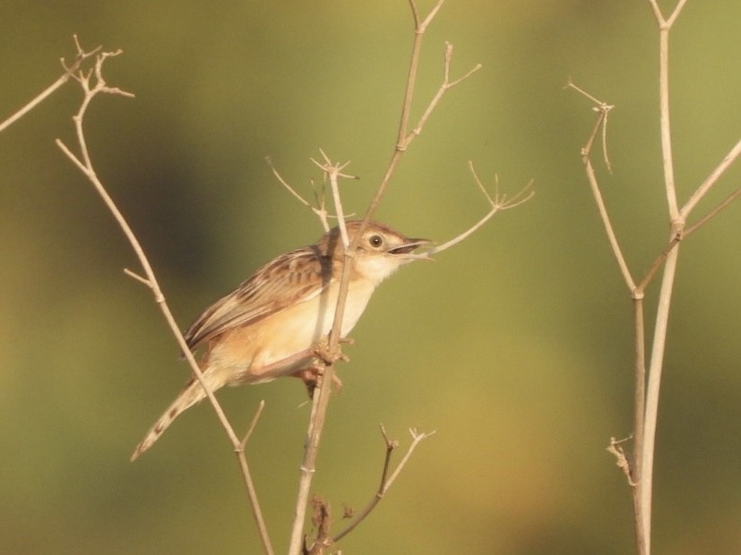 Zitting Cisticola - ML622576471