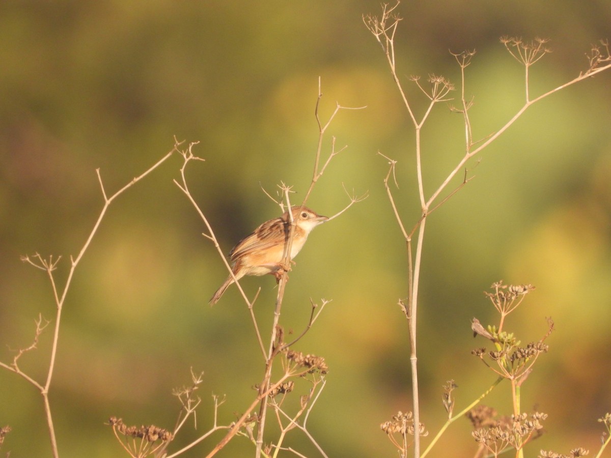 Zitting Cisticola - ML622576472