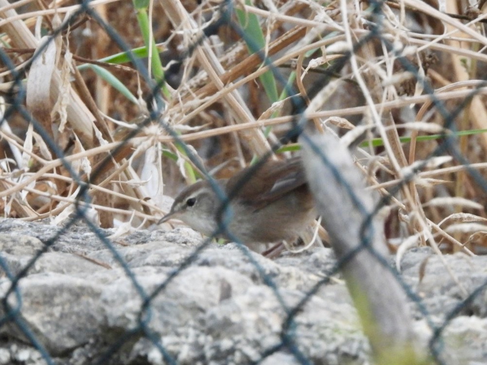 Cetti's Warbler - ML622576486