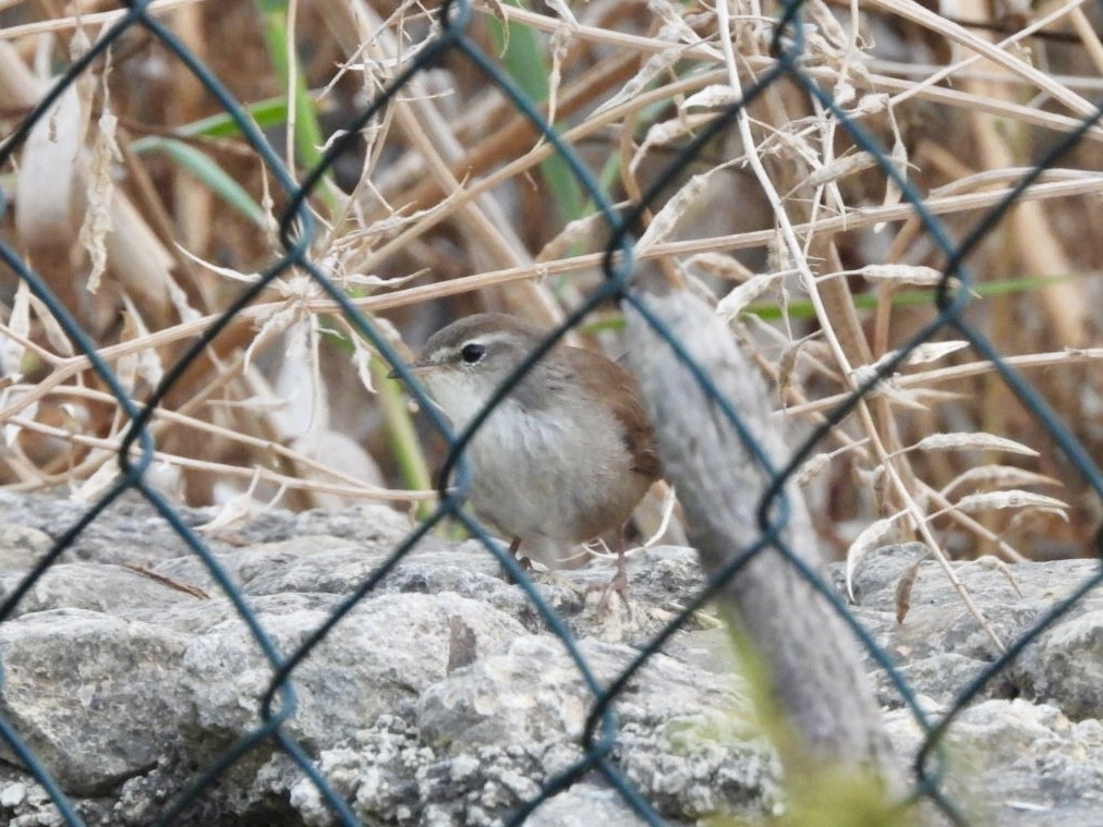 Cetti's Warbler - ML622576487
