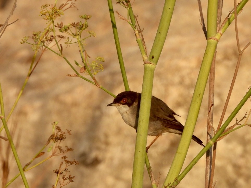 Sardinian Warbler - ML622576498