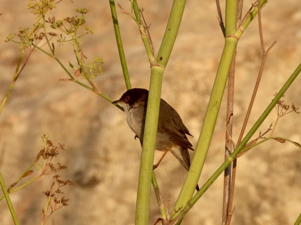 Sardinian Warbler - ML622576499