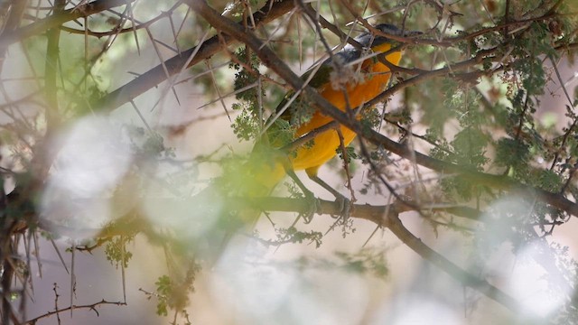 Gray-headed Bushshrike - ML622576521