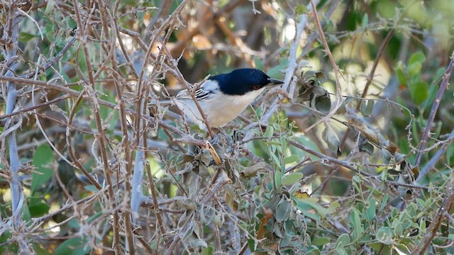 Black-backed Puffback - ML622576540