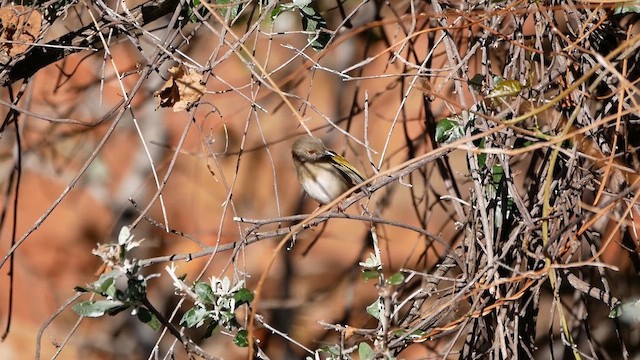 Green-backed Camaroptera - ML622576600