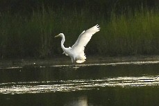 Great Egret - ML622576612