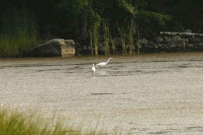 Great Egret - ML622576613