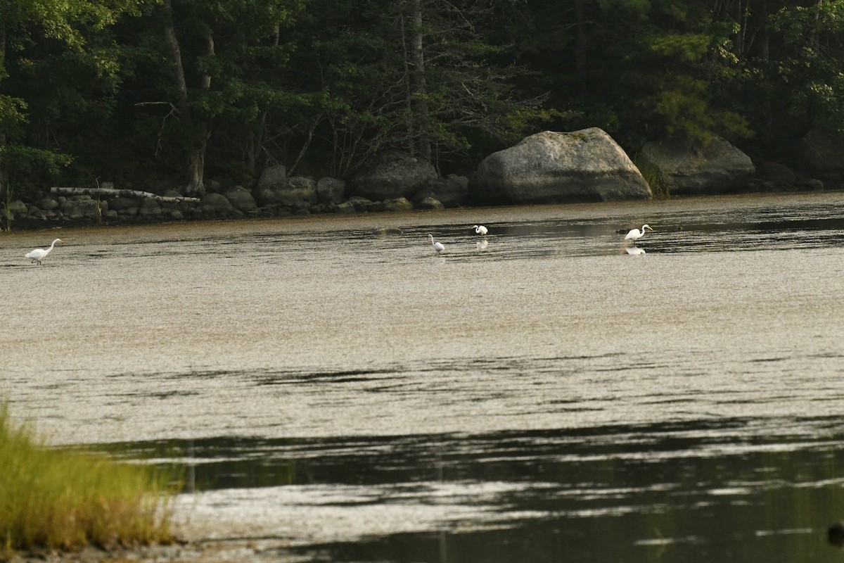 Great Egret - ML622576614