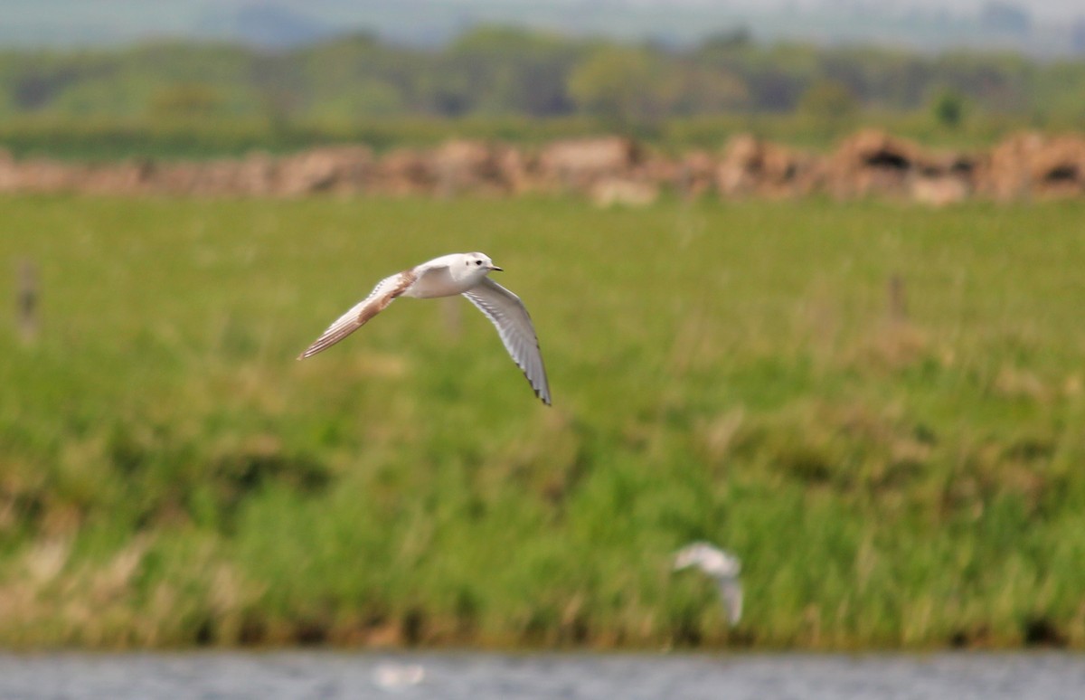 Little Gull - ML622576636