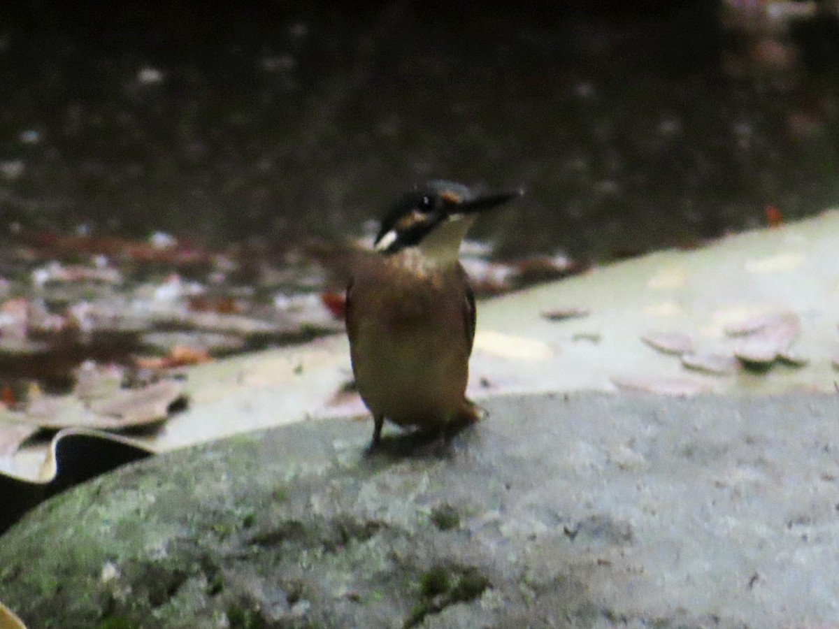 Common Kingfisher - Kseniia Marianna Prondzynska