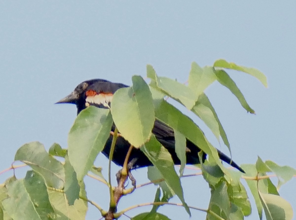 Red-winged Blackbird - ML622576670