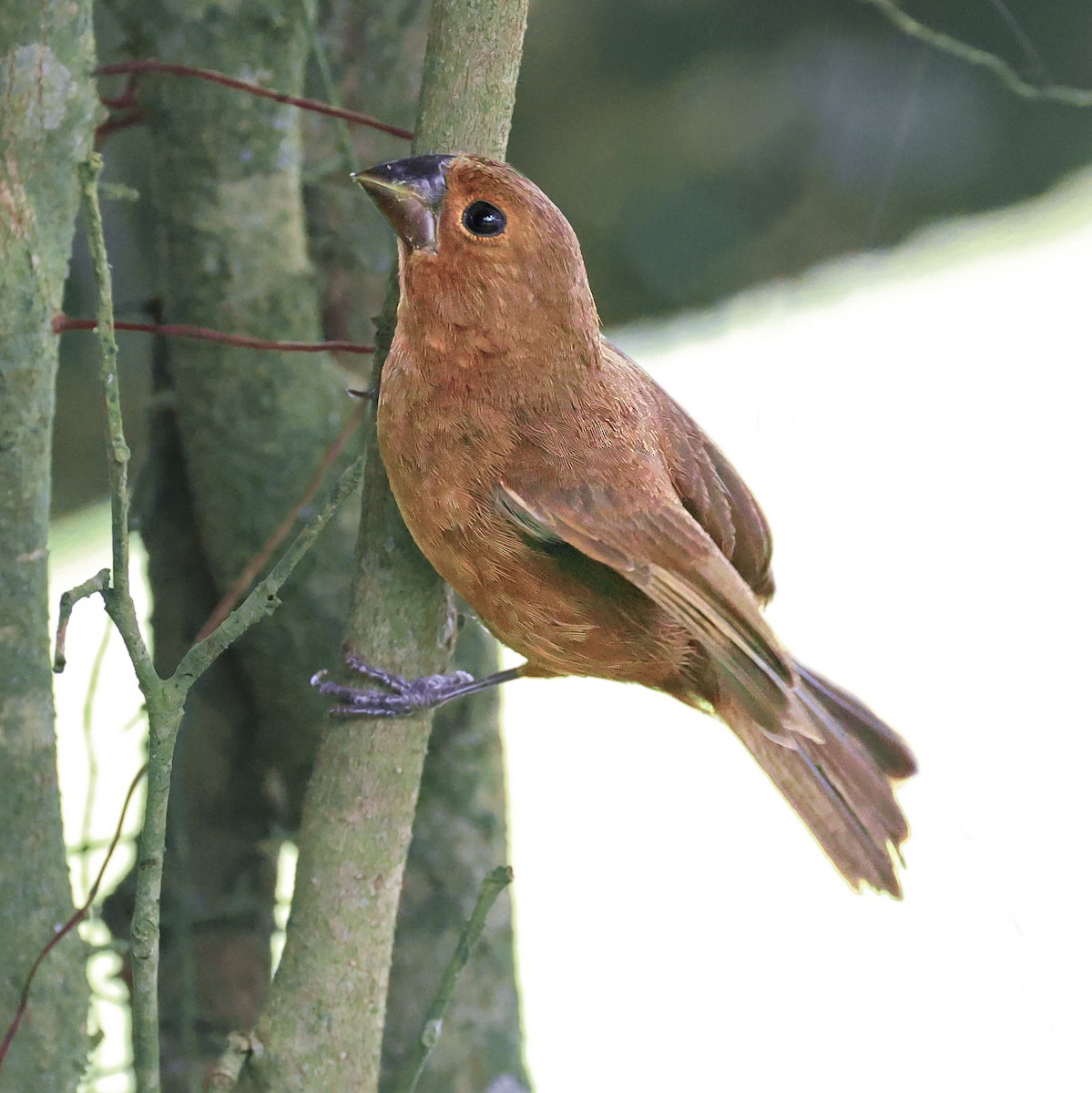 Thick-billed Seed-Finch - ML622576673