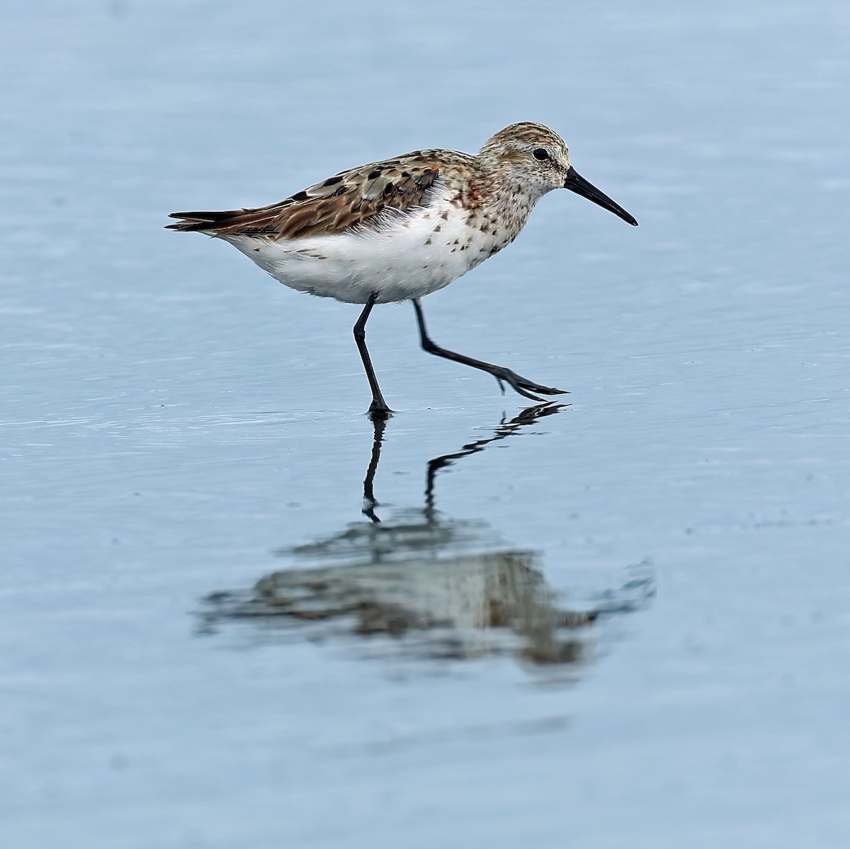 Western Sandpiper - ML622576681