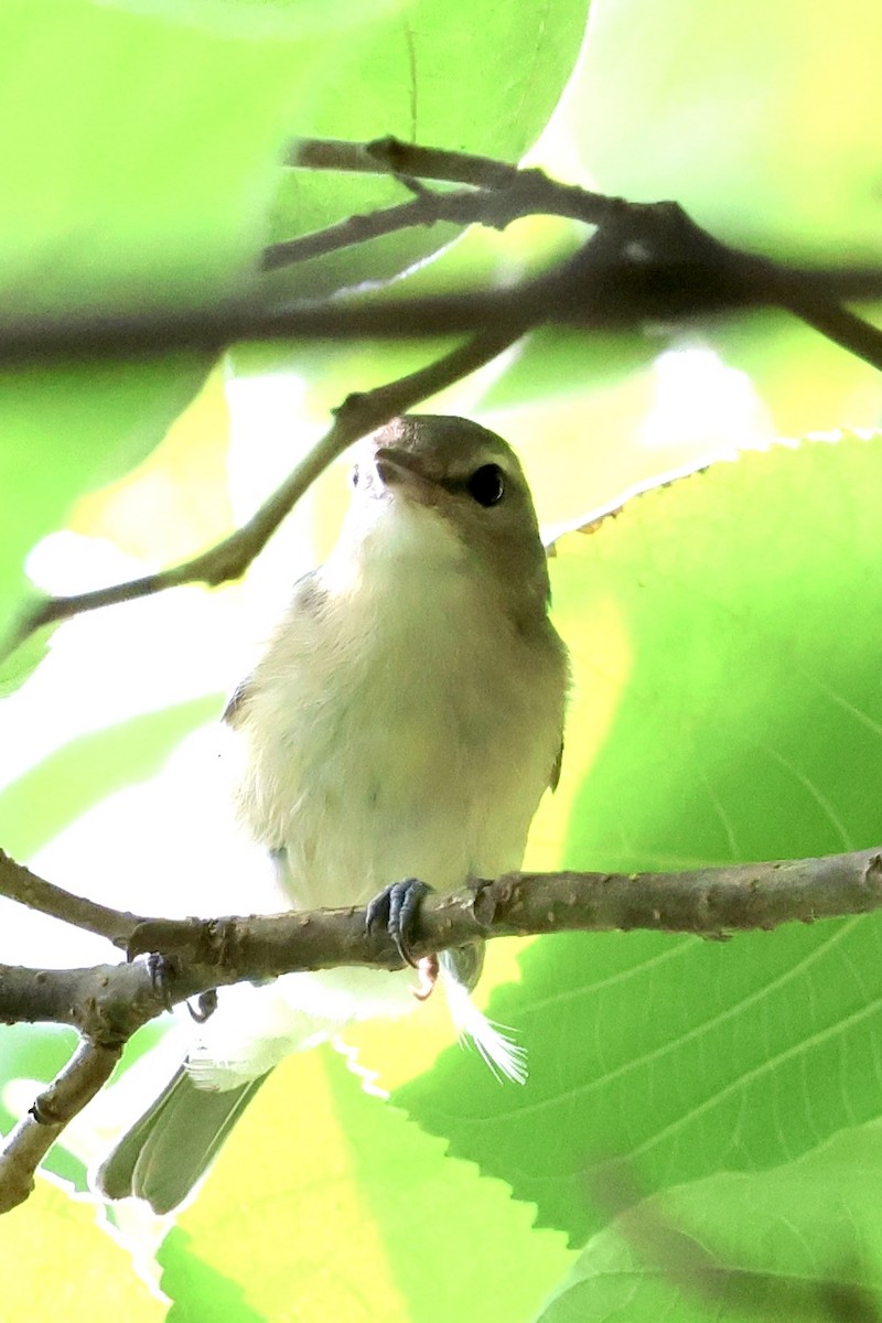 Filadelfiya/Kızıl Gözlü Vireo - ML622576744