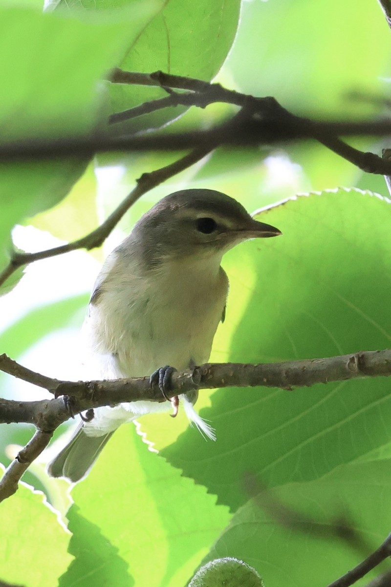 Filadelfiya/Kızıl Gözlü Vireo - ML622576745