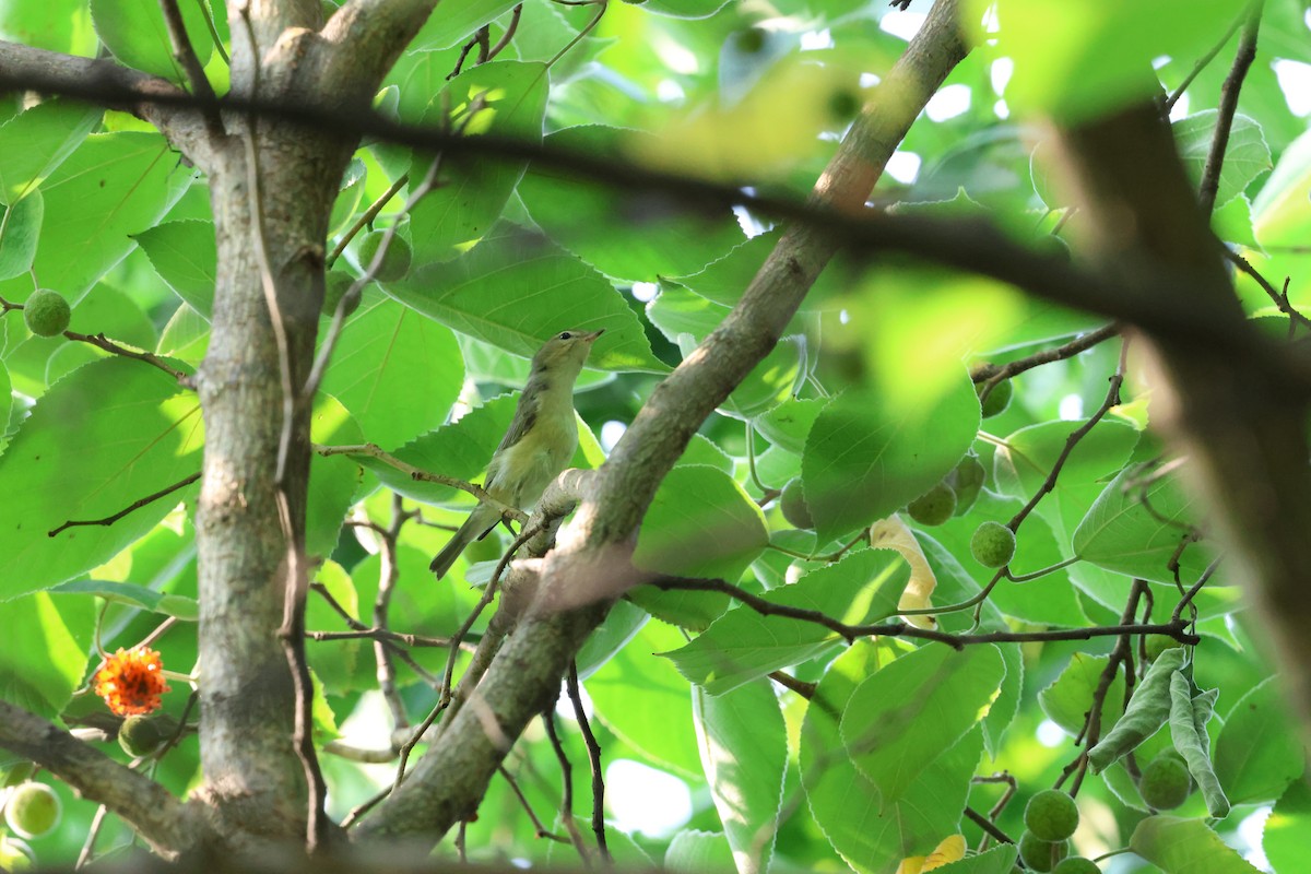 Philadelphia/Red-eyed Vireo - ML622576746