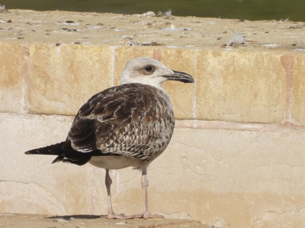 Yellow-legged Gull - ML622576799