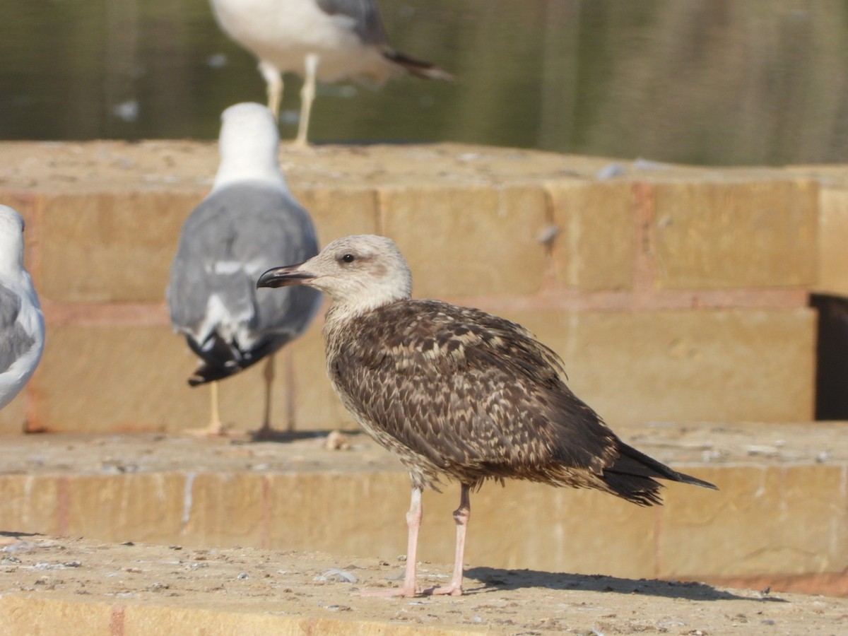 Yellow-legged Gull - ML622576800