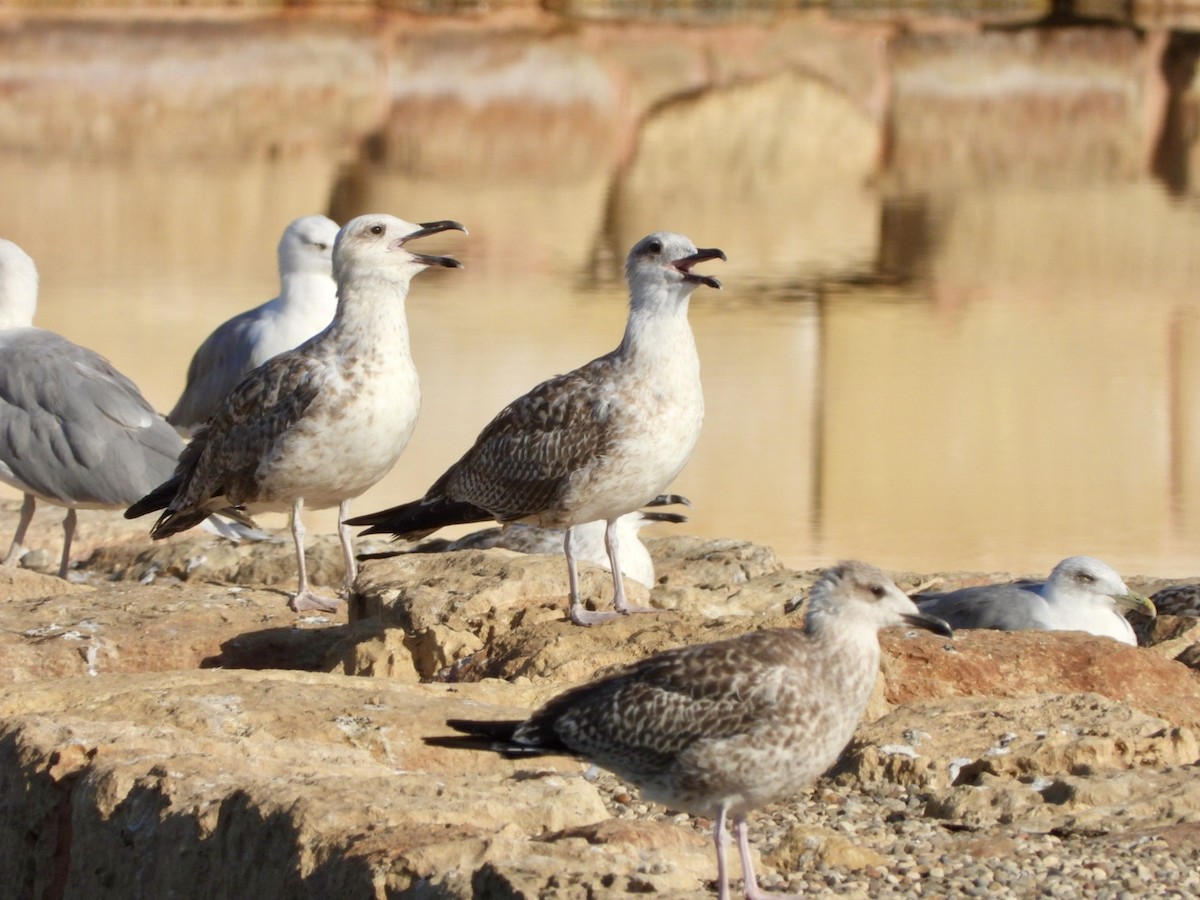 Yellow-legged Gull - ML622576801