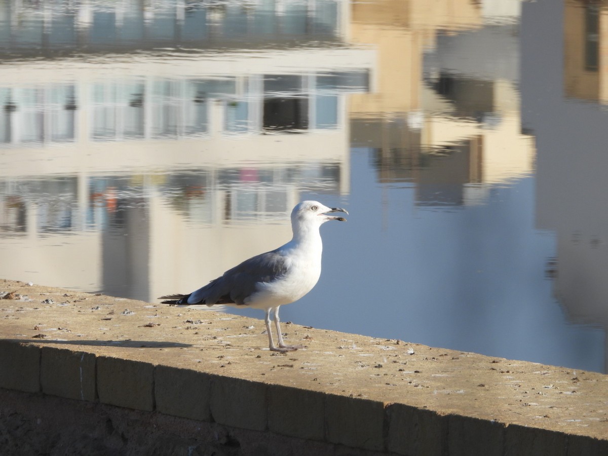 Yellow-legged Gull - ML622576802