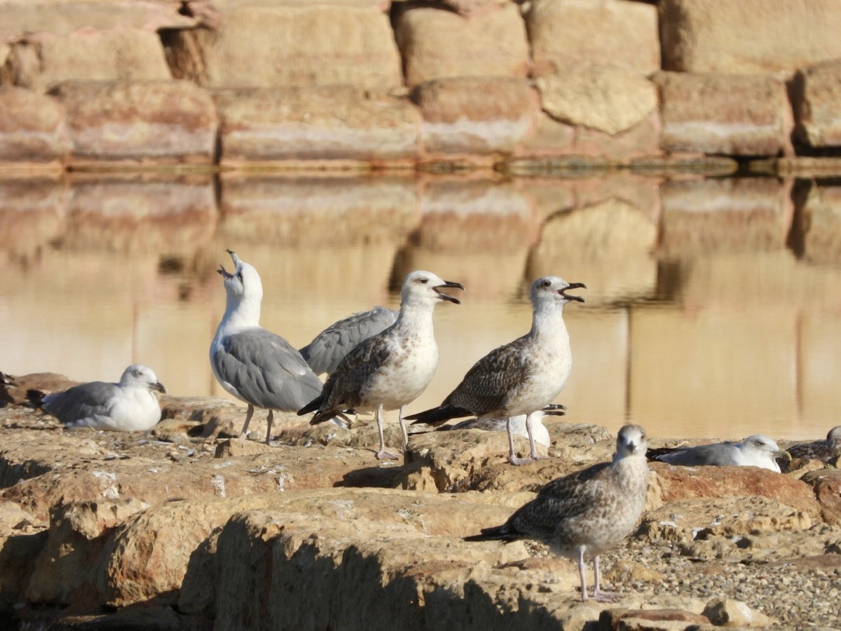 Yellow-legged Gull - ML622576803