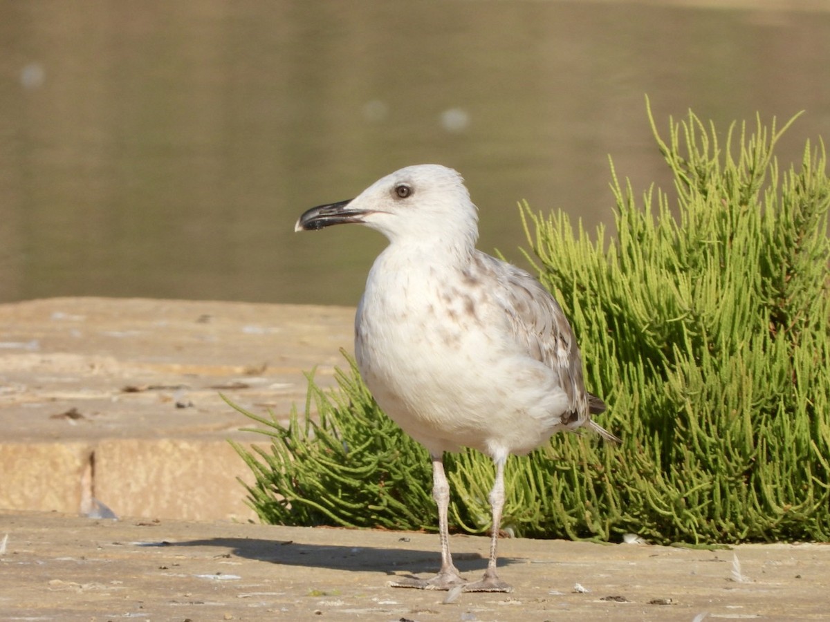 Yellow-legged Gull - ML622576805