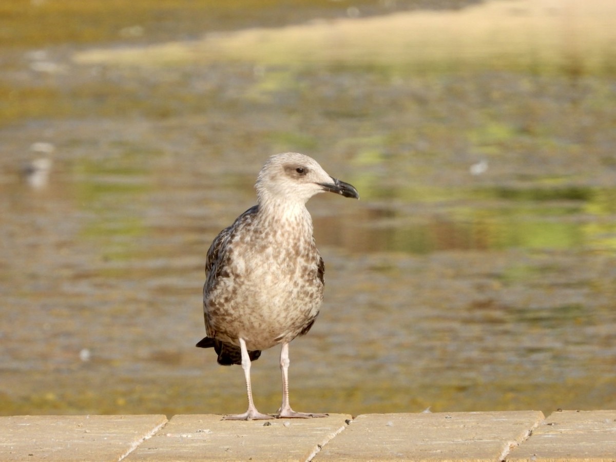 Yellow-legged Gull - ML622576806