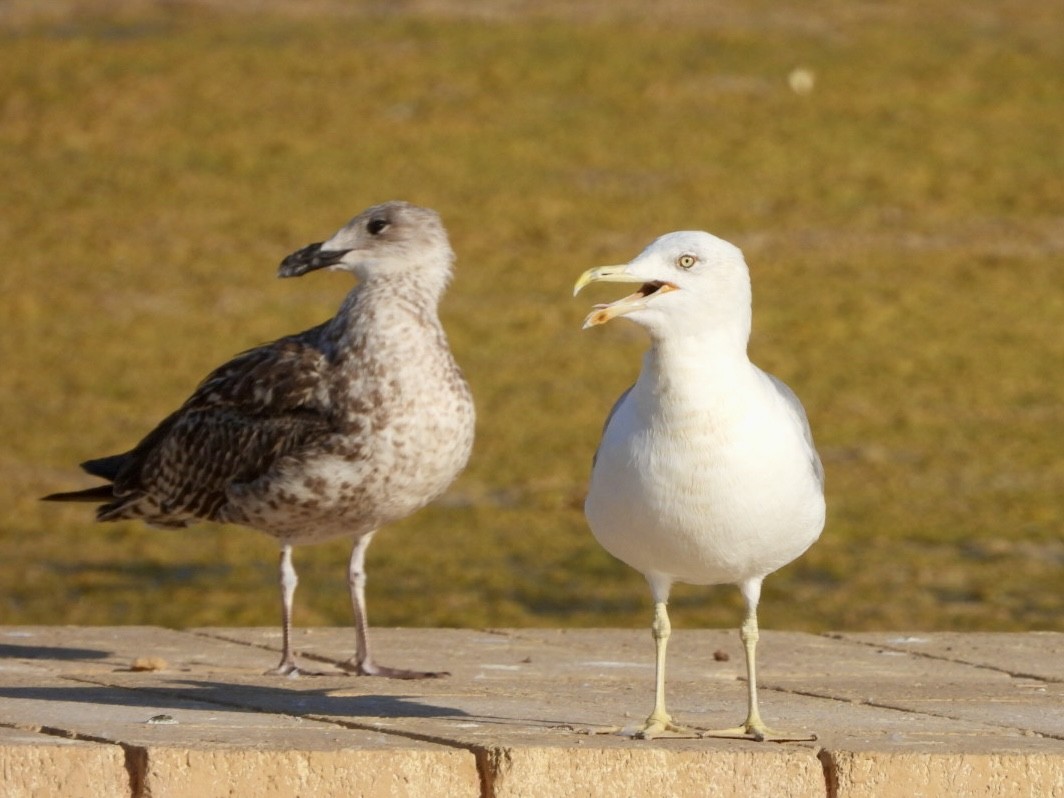 Yellow-legged Gull - ML622576807