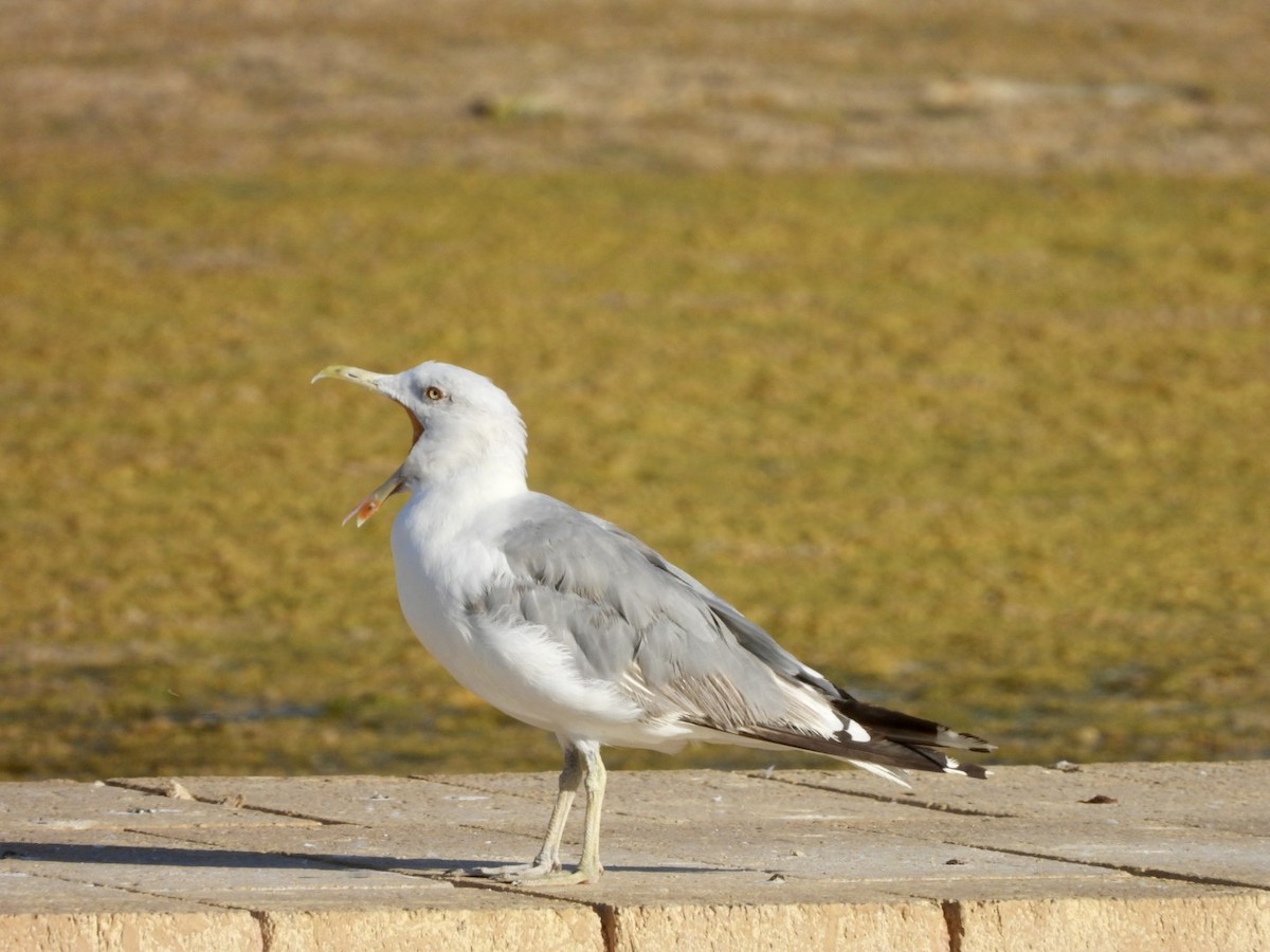 Yellow-legged Gull - ML622576808