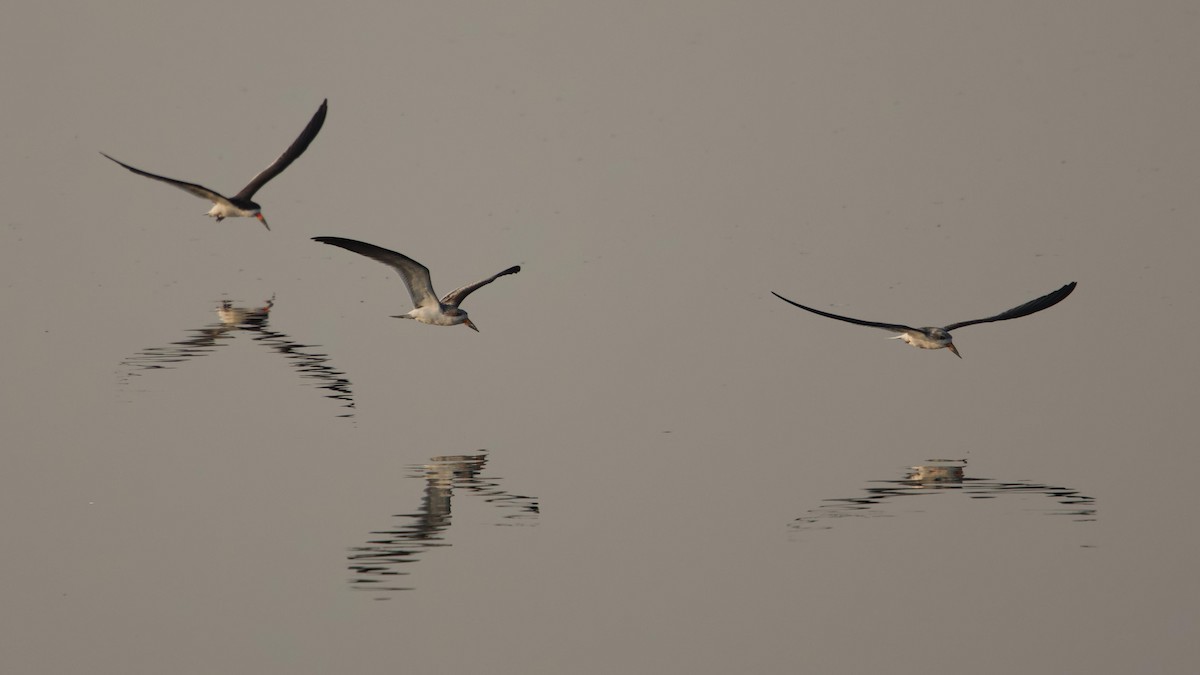 Black Skimmer - ML622576819