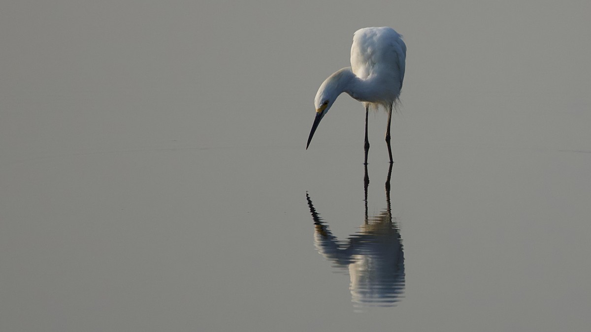 Snowy Egret - ML622576824