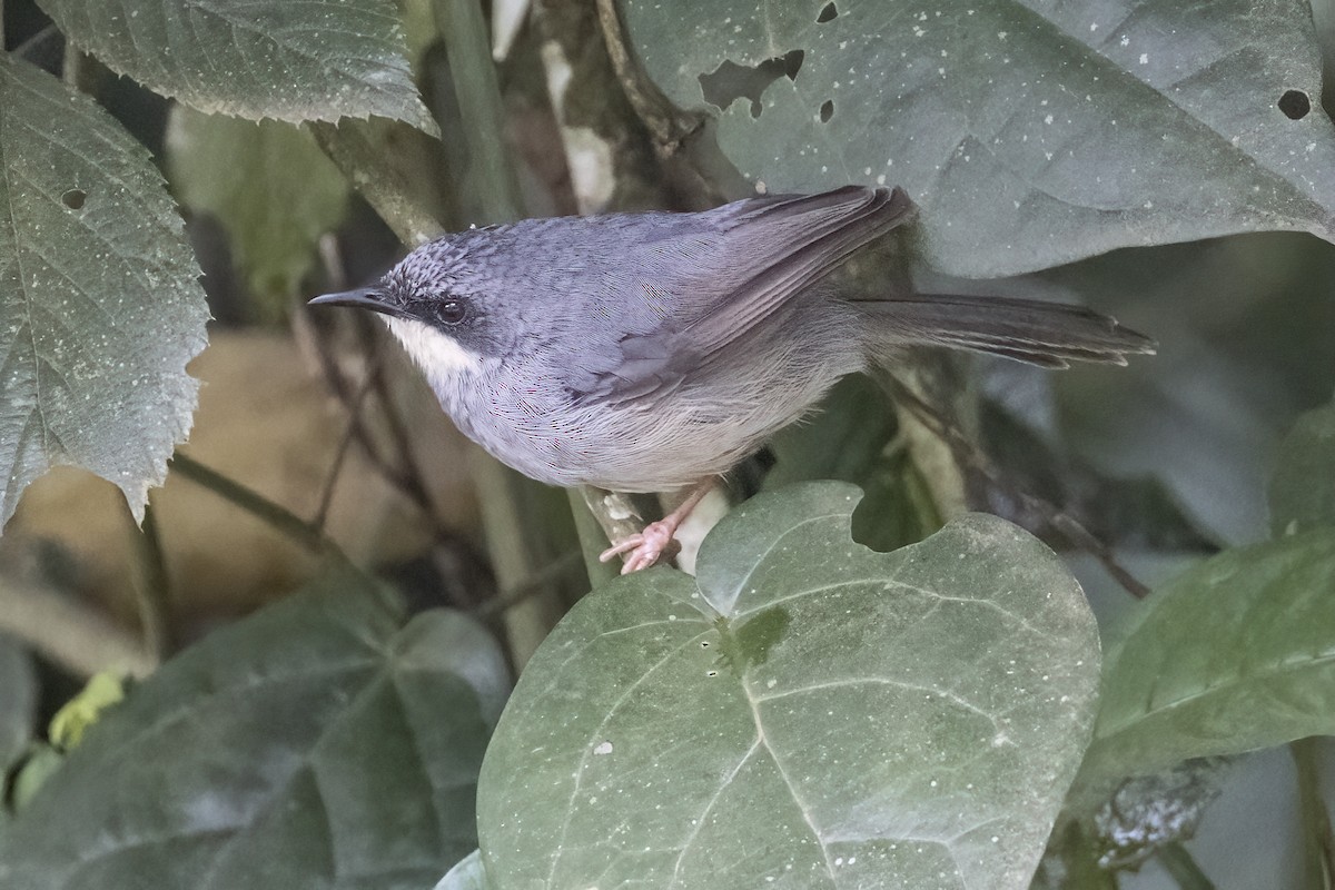 White-chinned Prinia - ML622576830