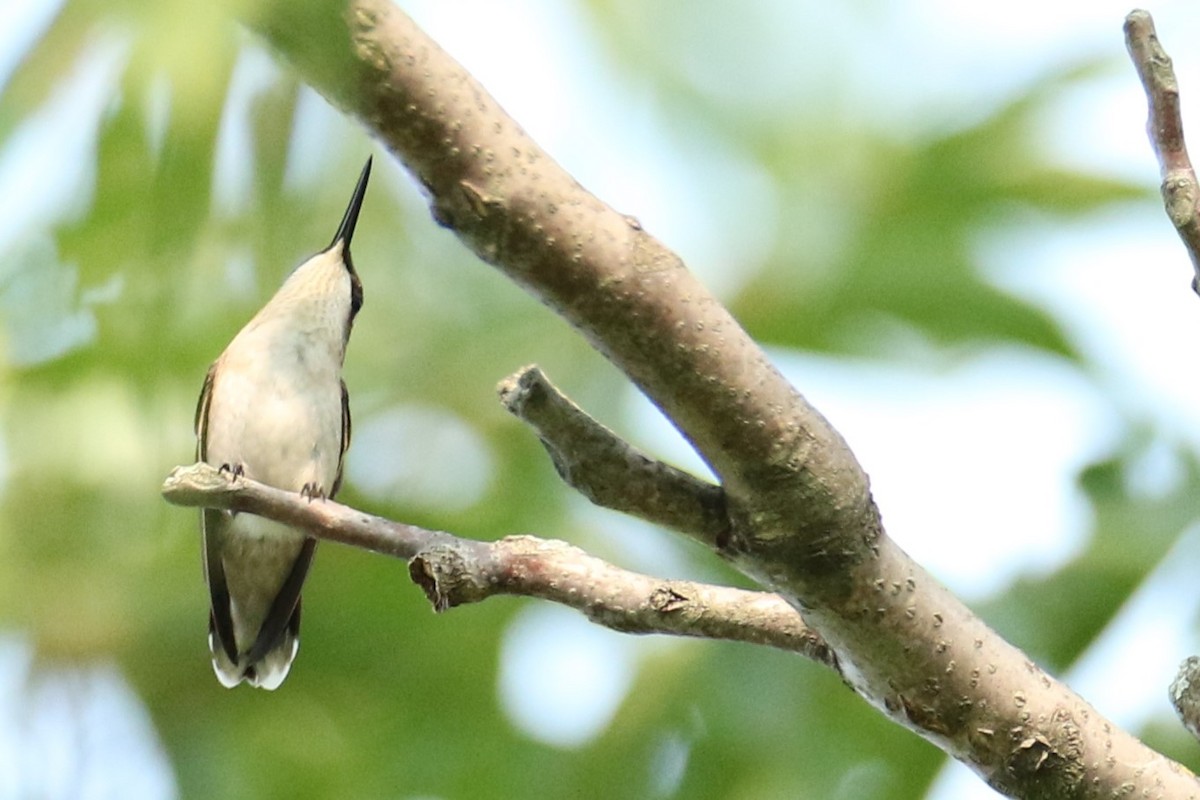 Ruby-throated Hummingbird - ML622576859