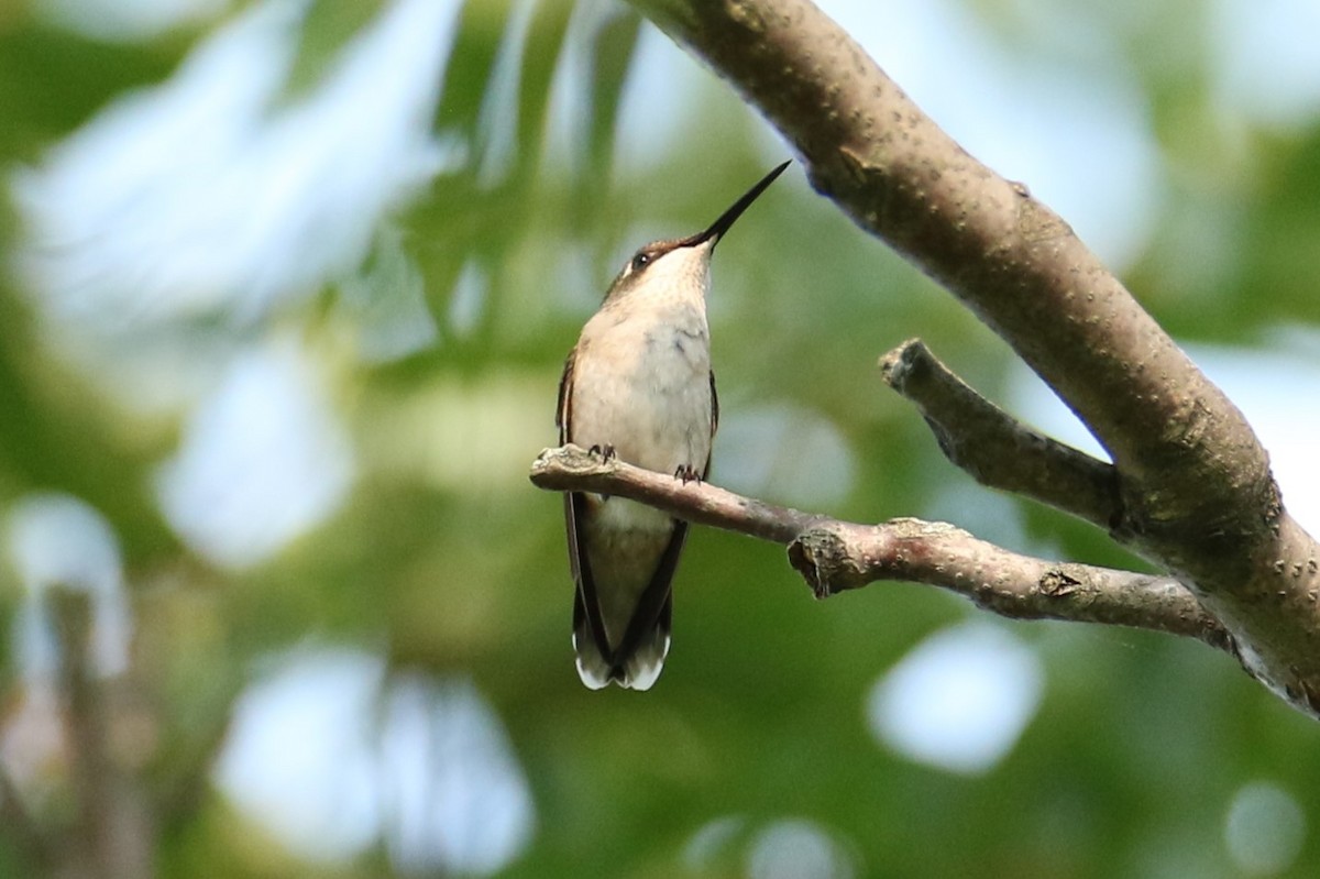 Ruby-throated Hummingbird - ML622576861