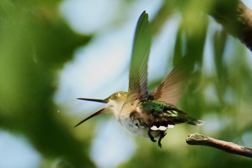 Ruby-throated Hummingbird - michael vedder