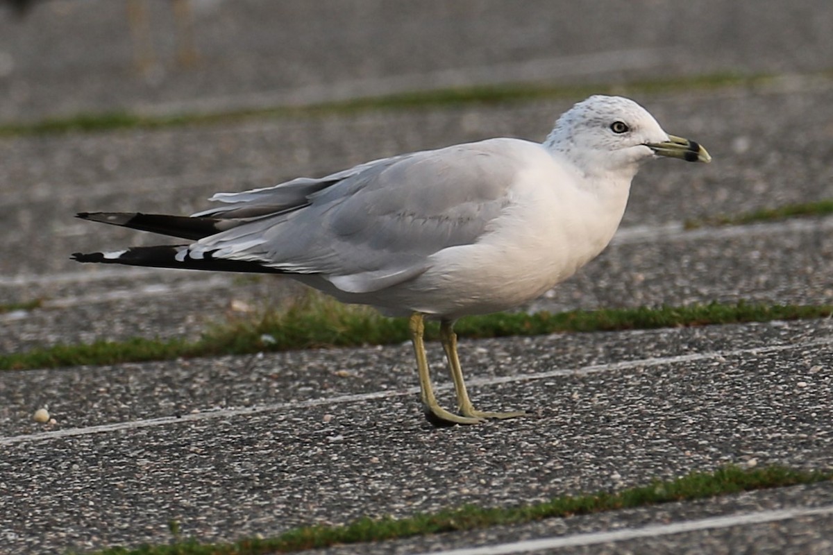 Ring-billed Gull - ML622576894