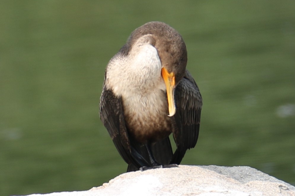 Double-crested Cormorant - ML622576898