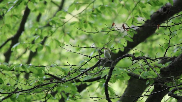 Mosquitero Silbador - ML622576899